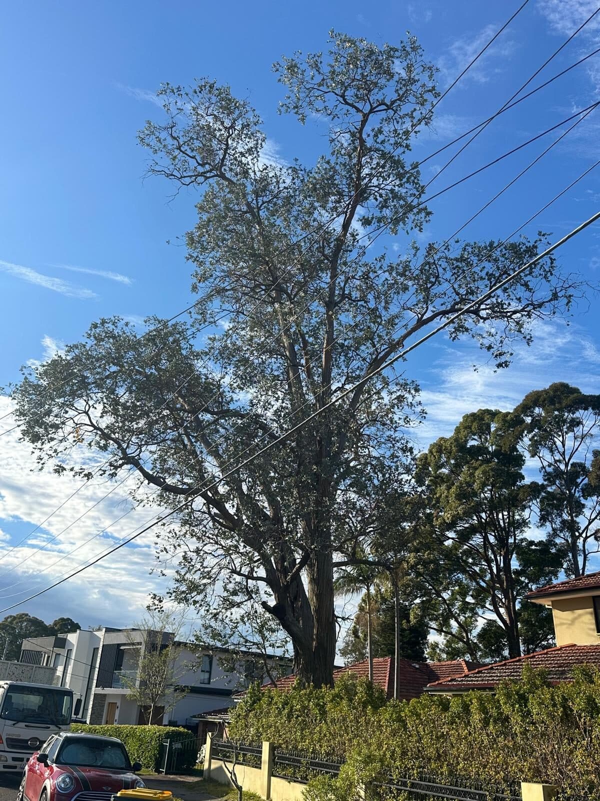 Large tree beside a house and overhead wires in Eastwood.