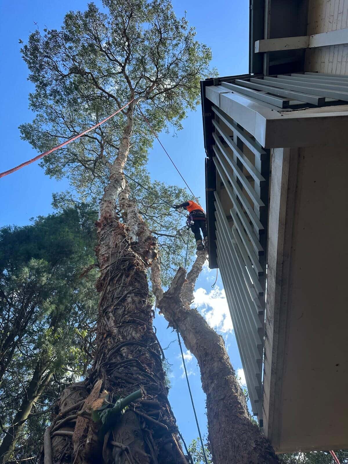 Climber on a tall tree beside a balcony in Cremorne.