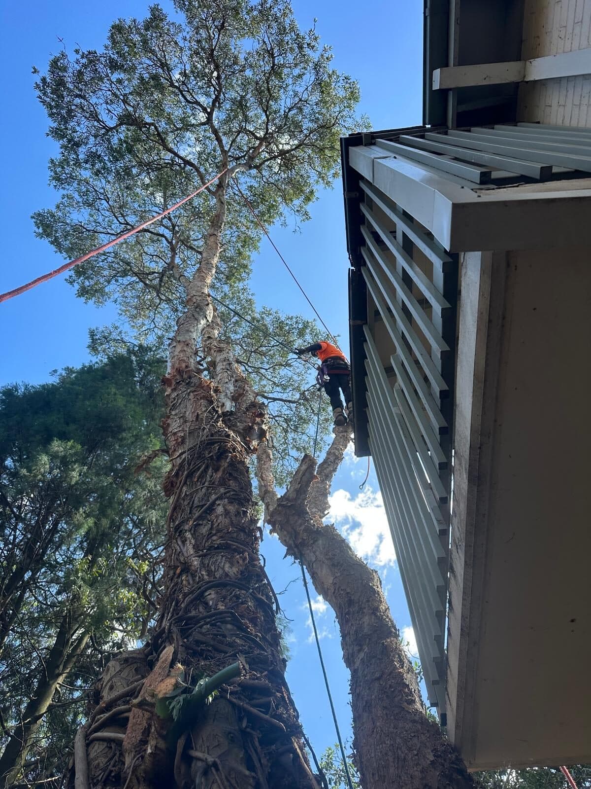 Climber on a tall tree beside a balcony in Cremorne.