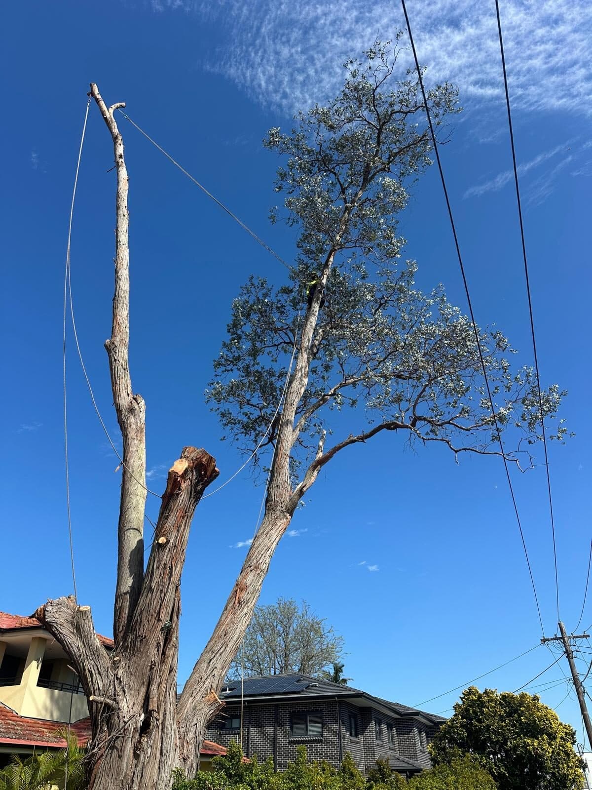 Large tree with branches removed and rigging lines beside a residential house in Sydney
