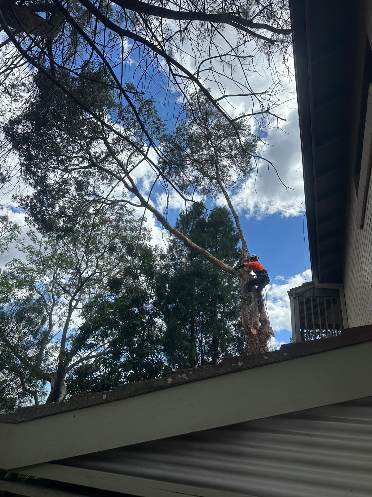 Representative Sydney tree work for properties in Marsfield, Ryde District