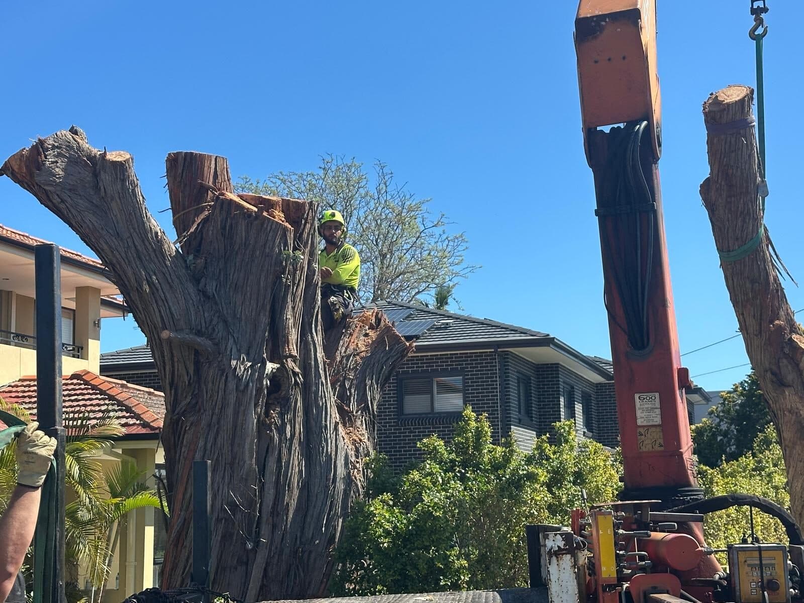 Stump Grinding or Full Stump Removal: Which One?