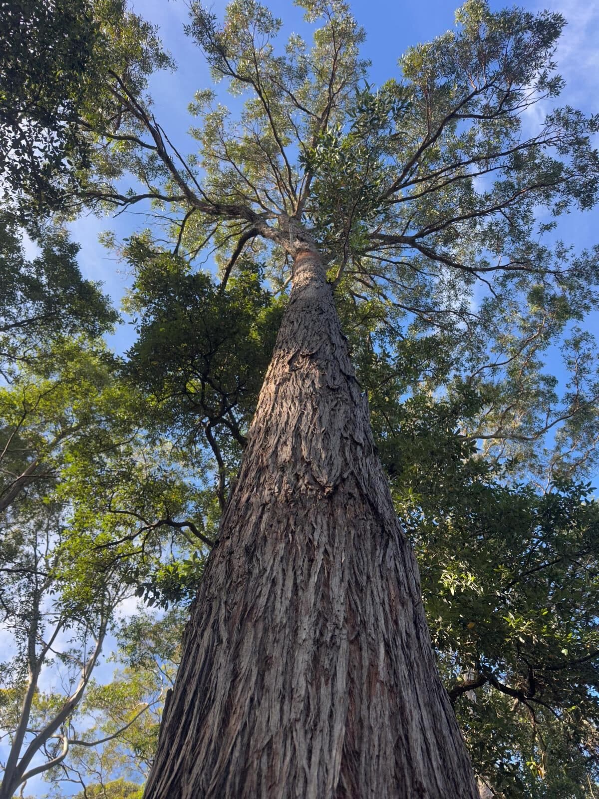 Looking up at a tall eucalyptus canopy from the base of the trunk in Sydney