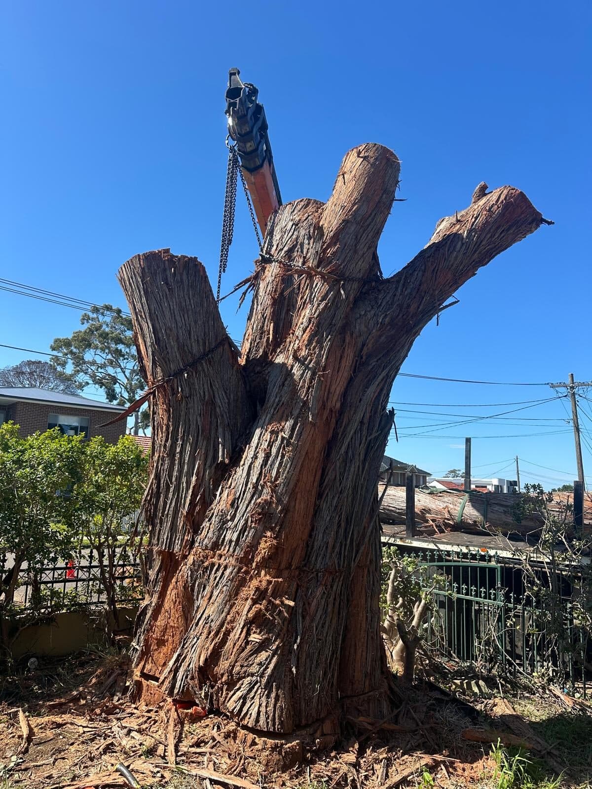 Large standing trunk with cut branch stubs in Eastwood.