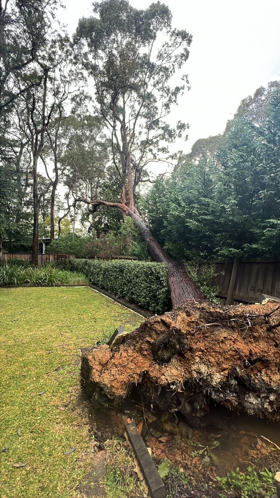 Representative Sydney tree work for properties in Menai, Sutherland Shire