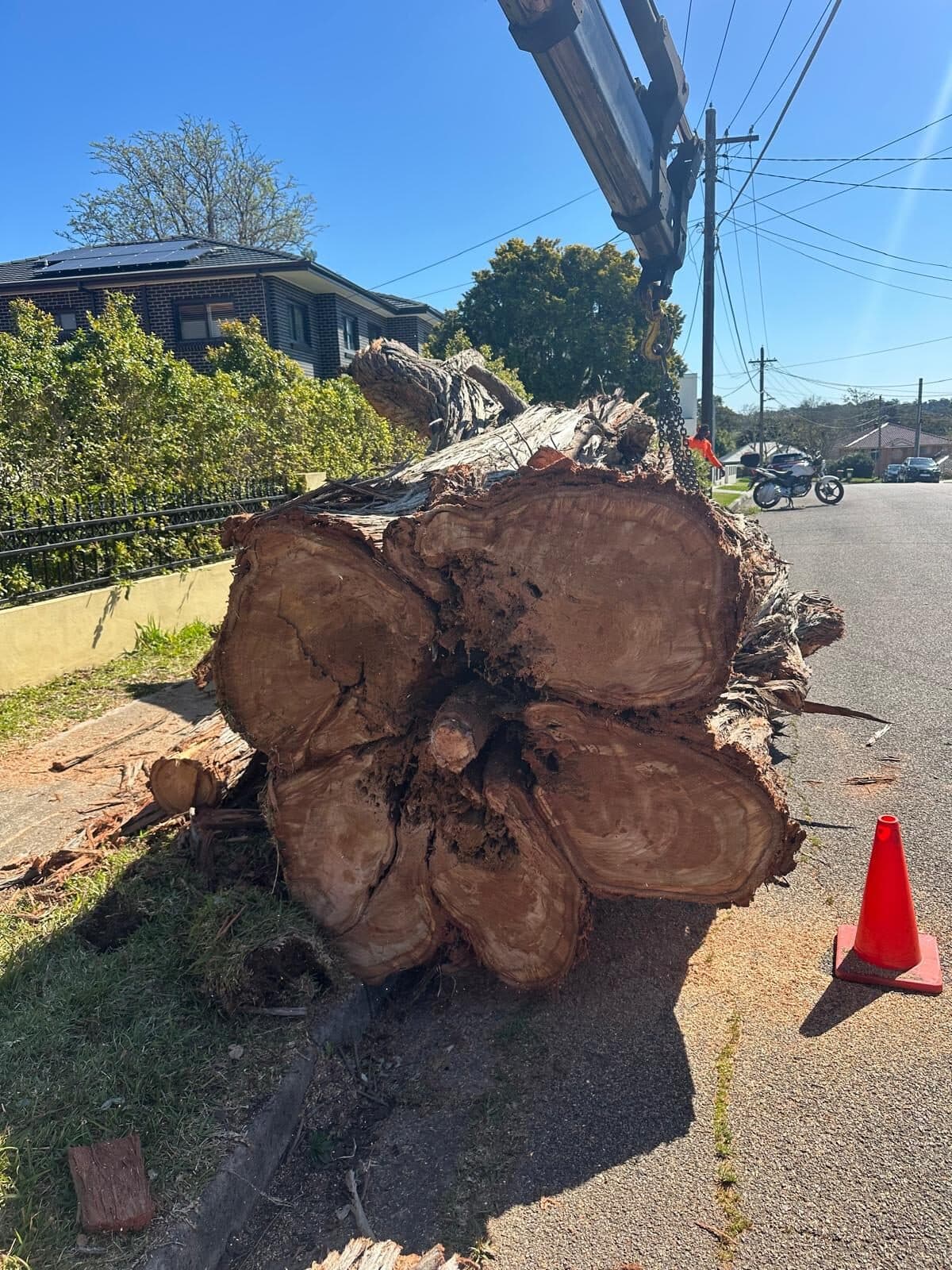 Large cut trunk section beside a road in Eastwood.