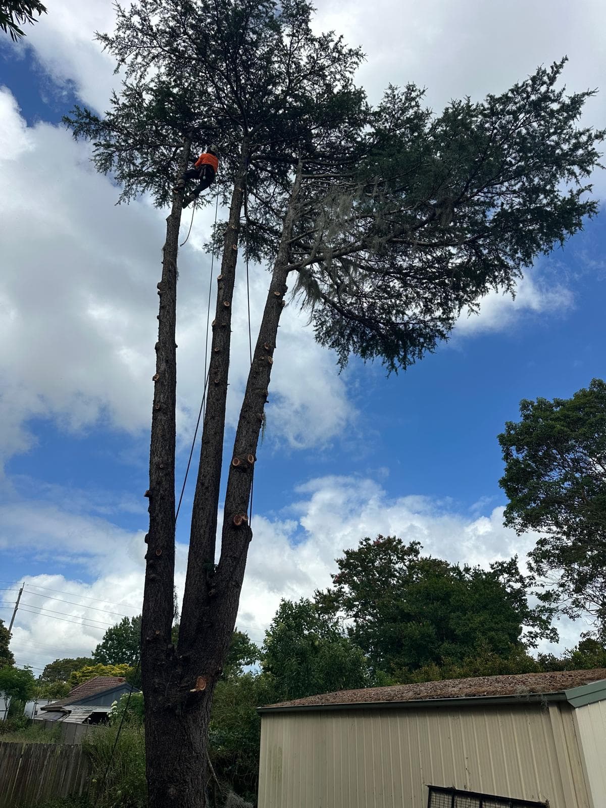 Partly dismantled multi-stem tree beside a shed in North Ryde.