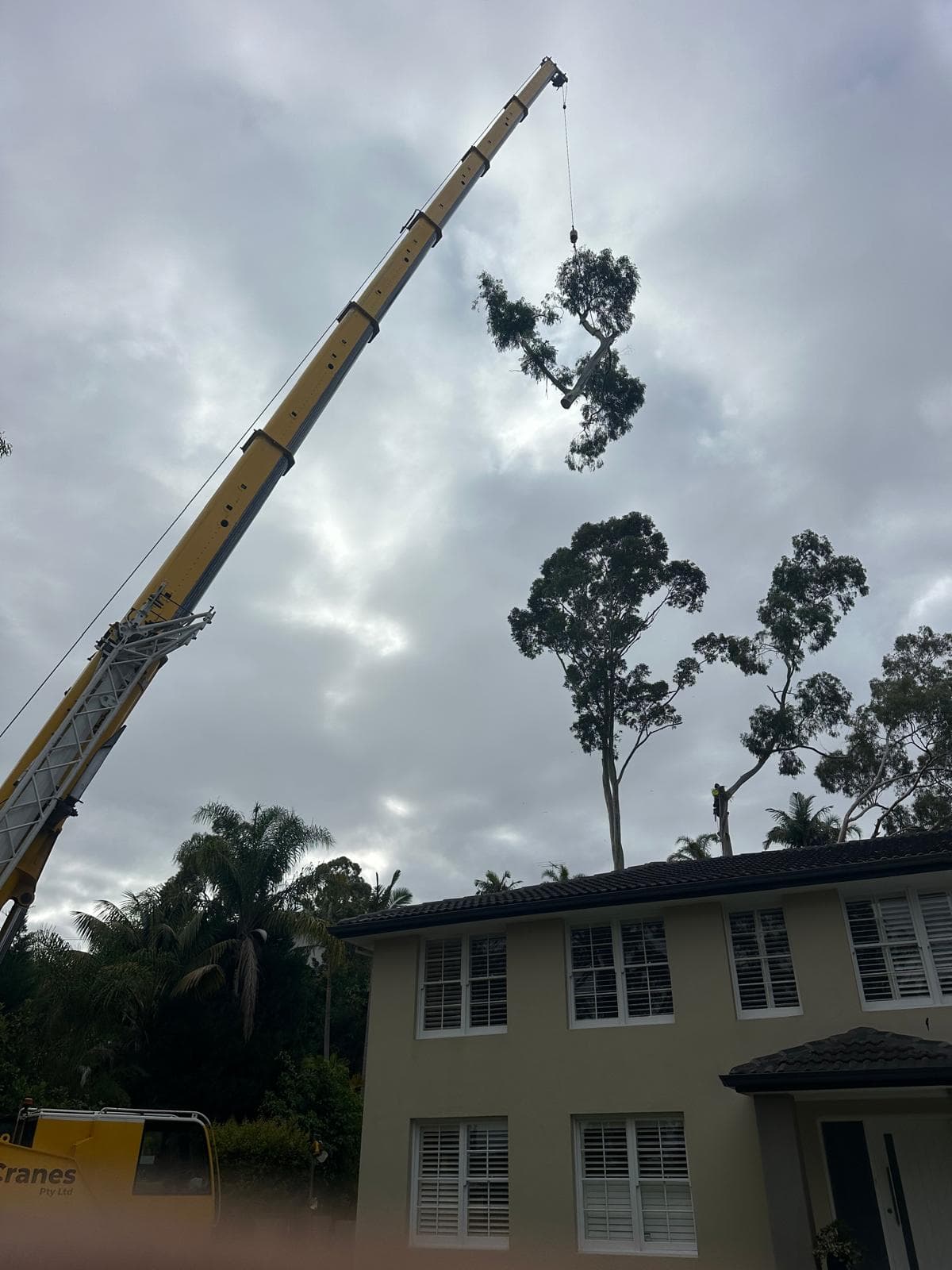Crane lifting a eucalypt crown section over a St Ives rooftop with climber on the remaining stem
