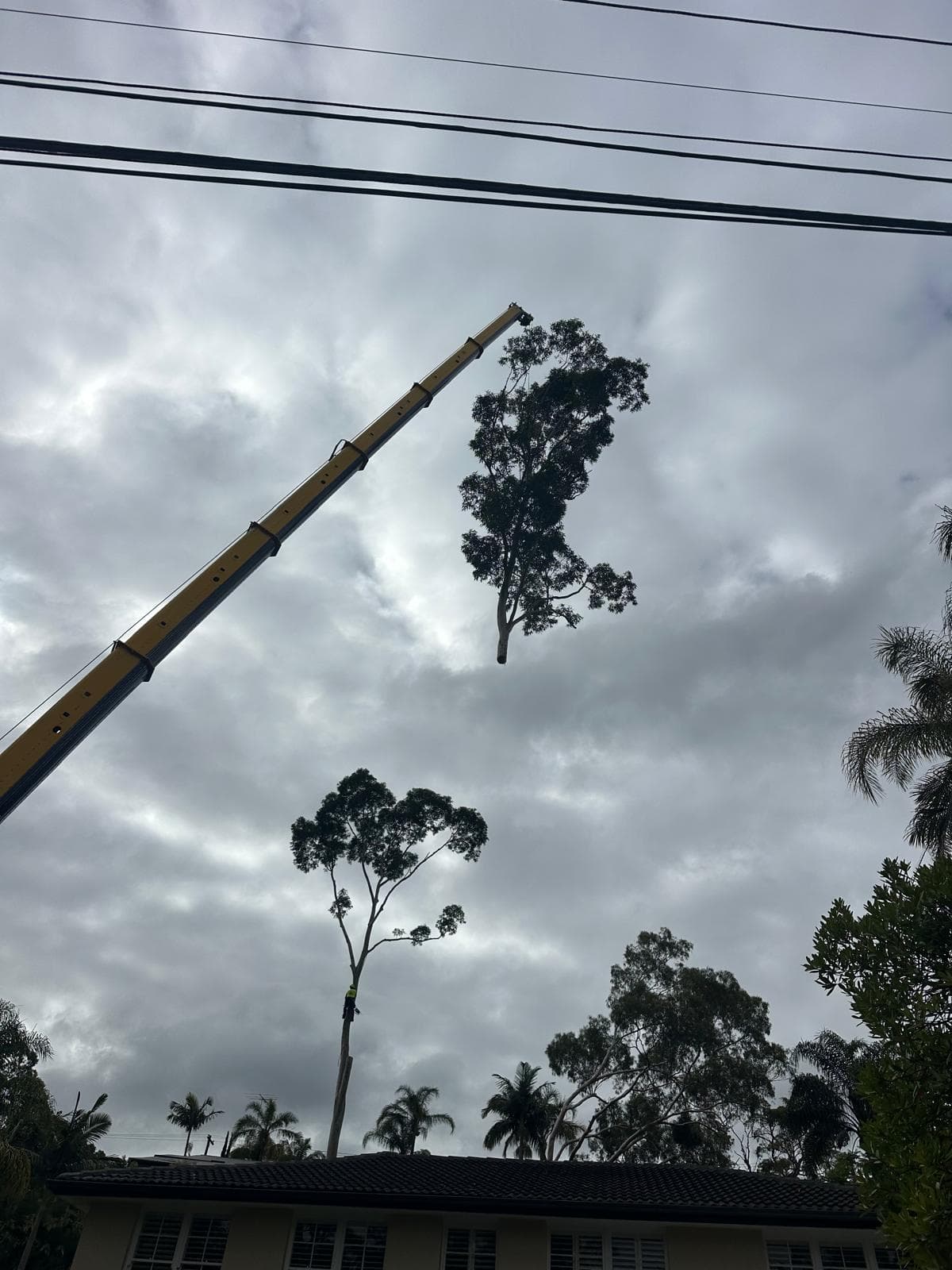 Crane lifting a eucalypt stem section near overhead power lines during a controlled St Ives tree removal