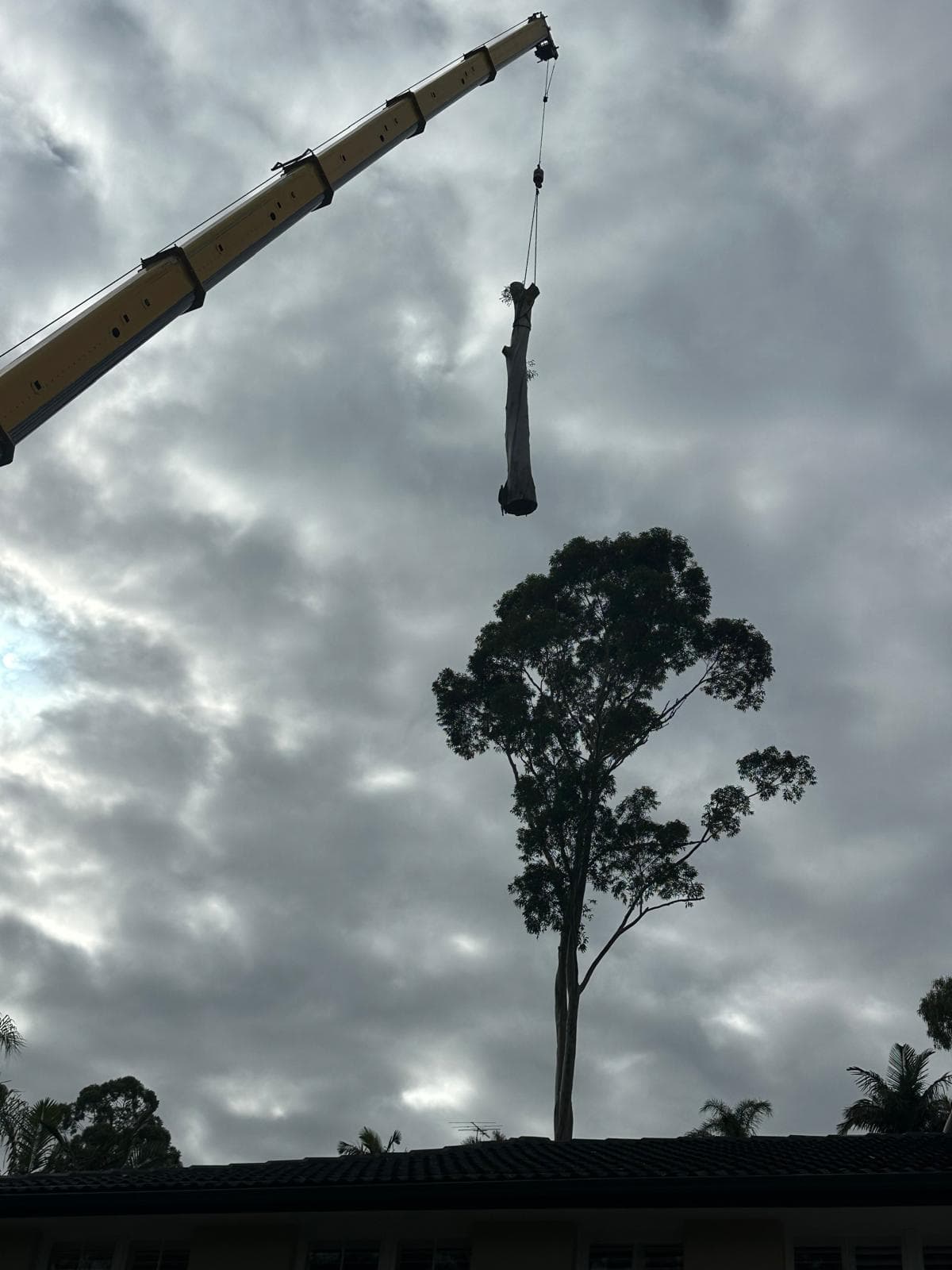 Crane lifting a bare eucalypt stem section next to a tall remaining gum during a Pymble tree removal