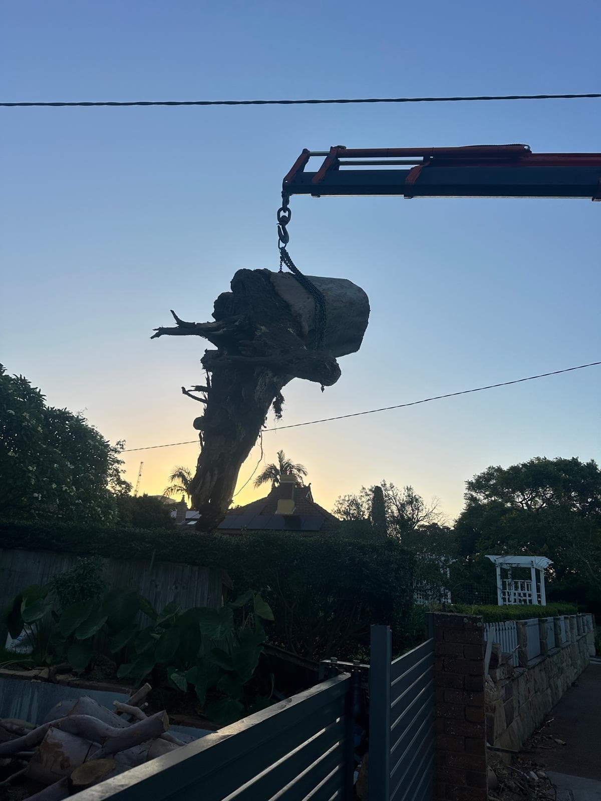 Large multi-stem tree stump with intact root ball lifted by truck-mounted crane at sunset in Hunters Hill