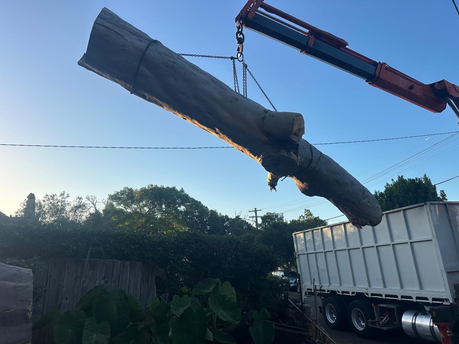 Massive eucalypt log loaded onto a HIAB tipper truck at sunset after a Hunters Hill removal