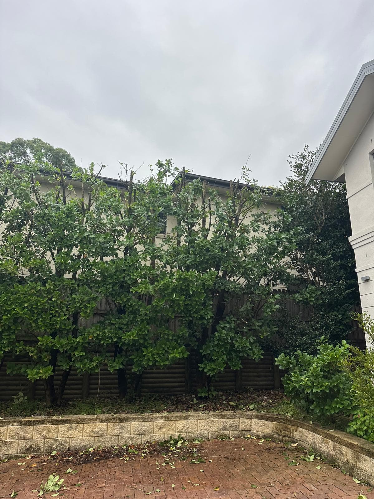 Boundary hedge beside a house.