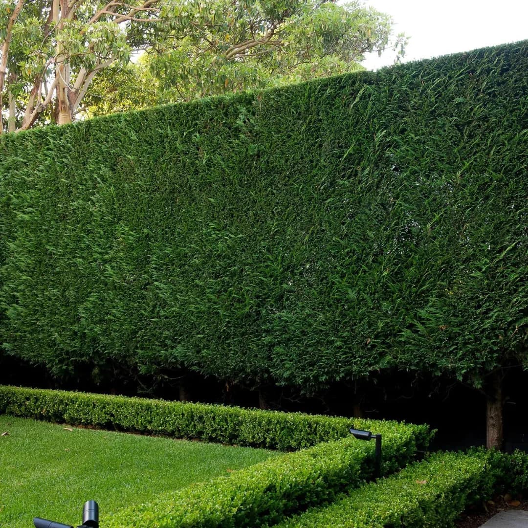 Shaped evergreen hedges around a lawn and garden.