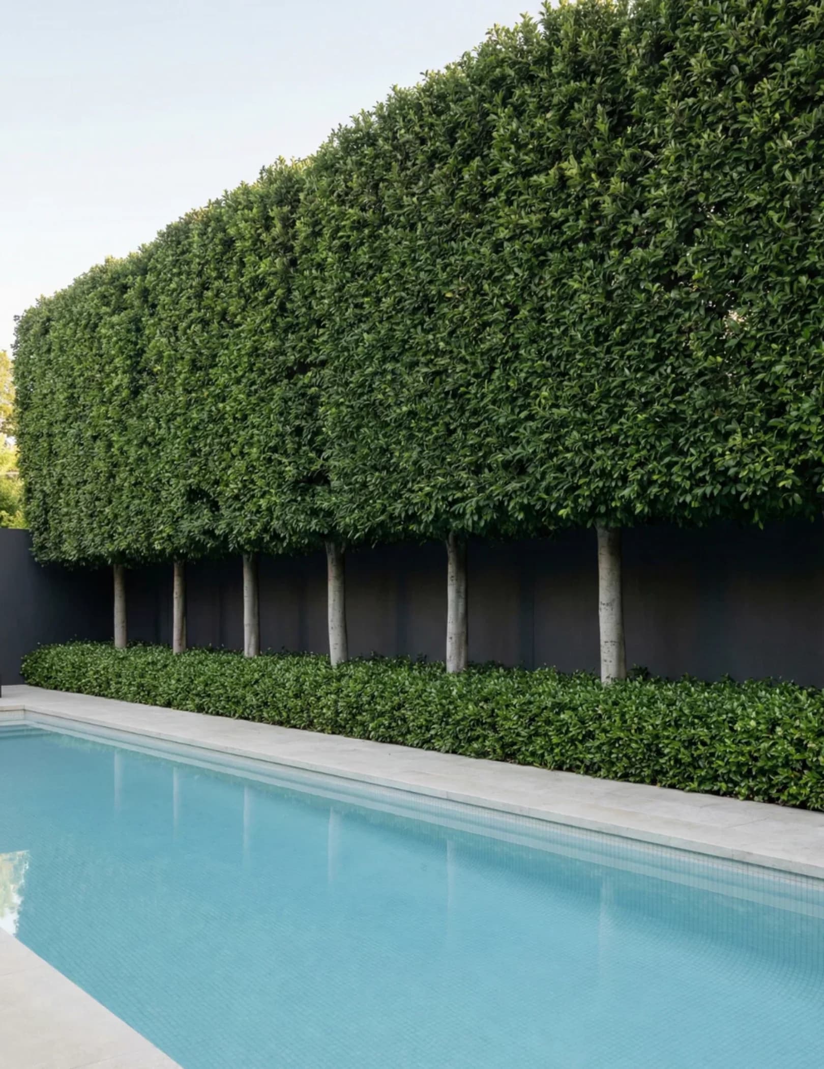 Tall trimmed screen beside a swimming pool.
