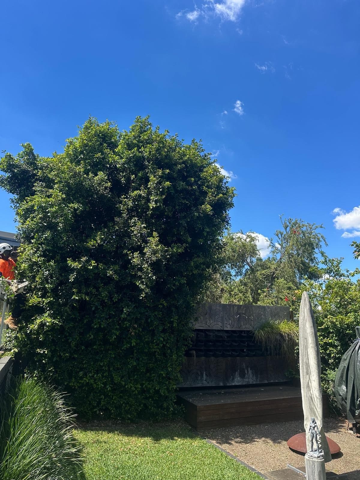Before height reduction: a tall, dense backyard hedge beside a garden seating area in Ermington.