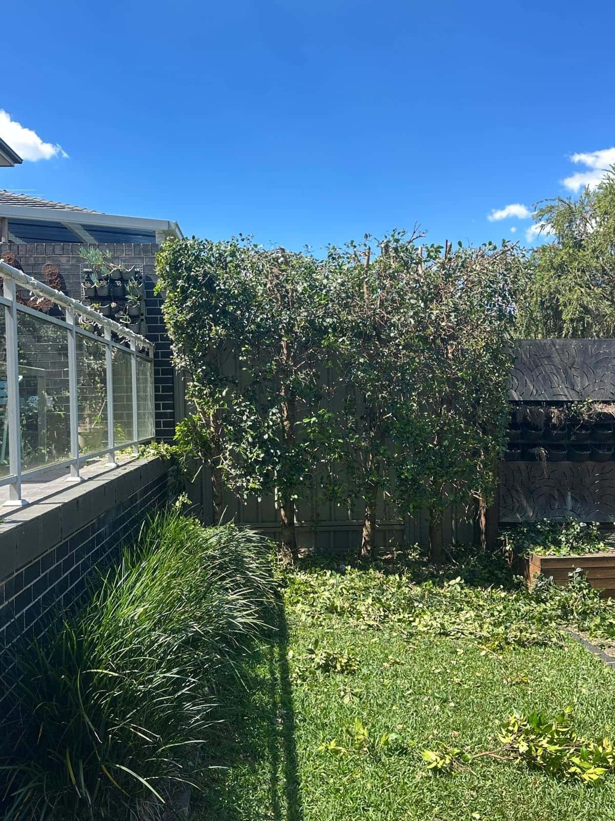 After height reduction: the lower hedge beside a glass balustrade, with cut branches still on the lawn in Ermington.