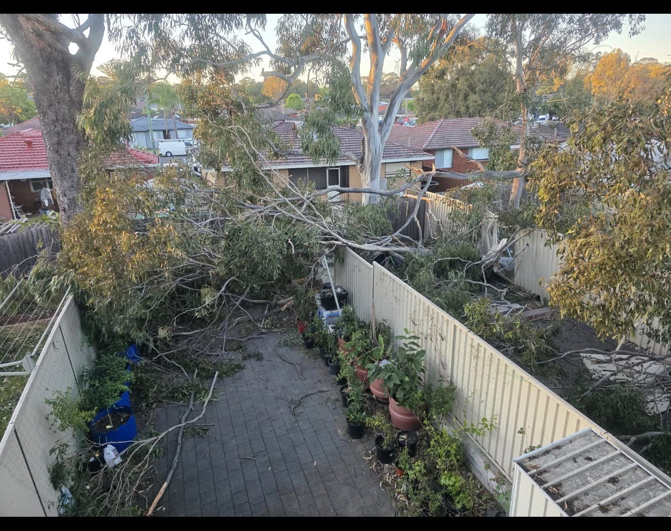 Before removal: a fallen tree across backyard fences and a paved garden path in Toongabbie.