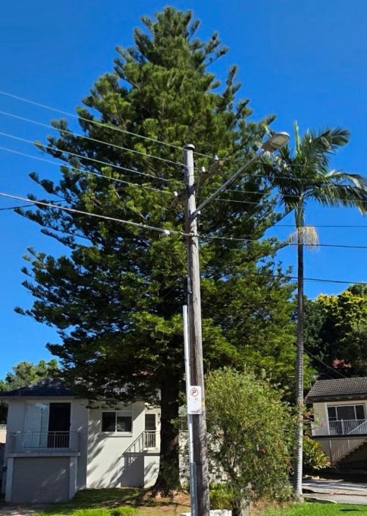 Before removal: a large tree beside a home, viewed from the street in Bankstown.