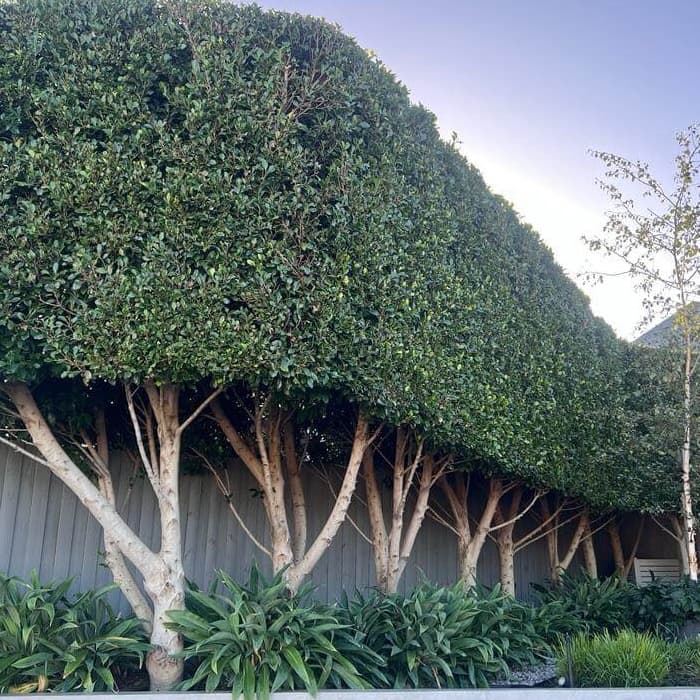 Dense hedge canopy after professional trimming and reshaping in Sydney