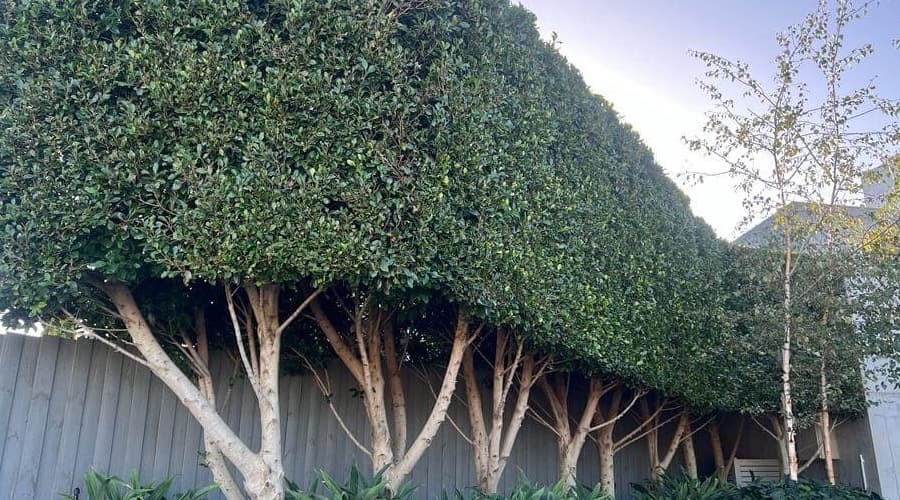 Neat hedge line and lower trunks after boundary hedge maintenance in Sydney