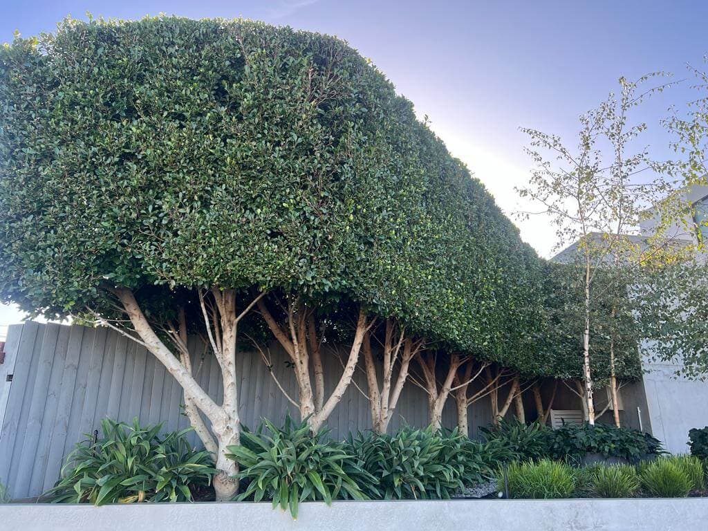 Tree Hedging
