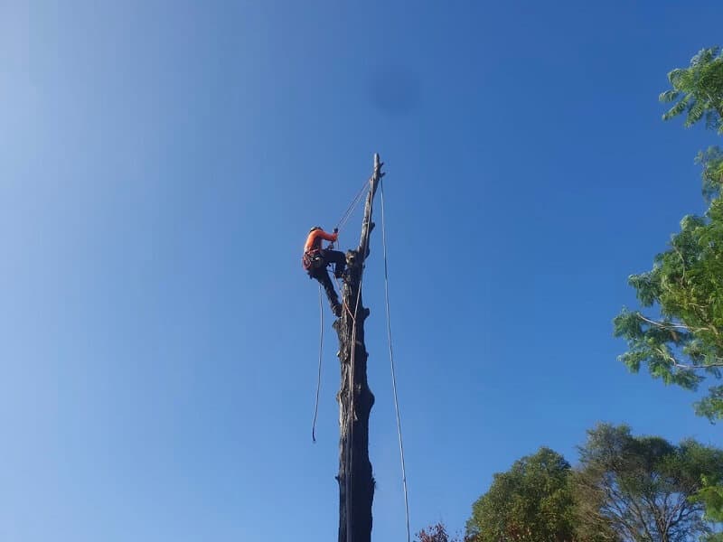 Climber and ropes on a stripped standing trunk.