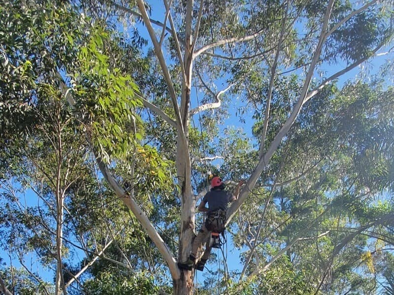 Climber working among branches in a tree canopy.