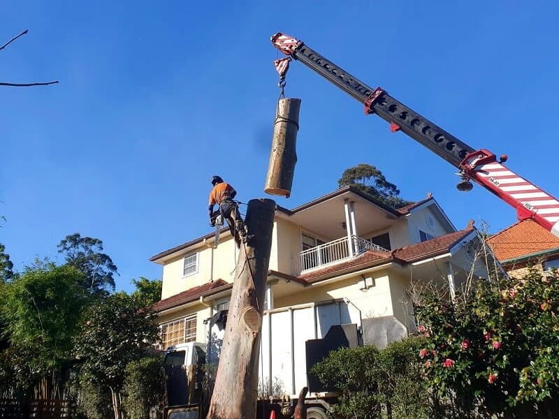 Tree Removal