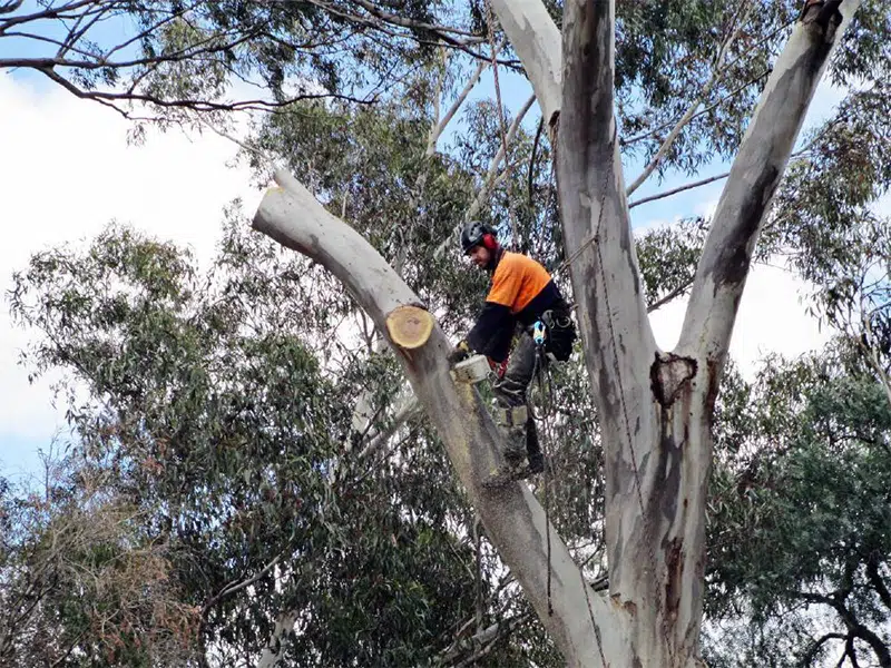 Tree pruning in Sydney showing seasonal growth