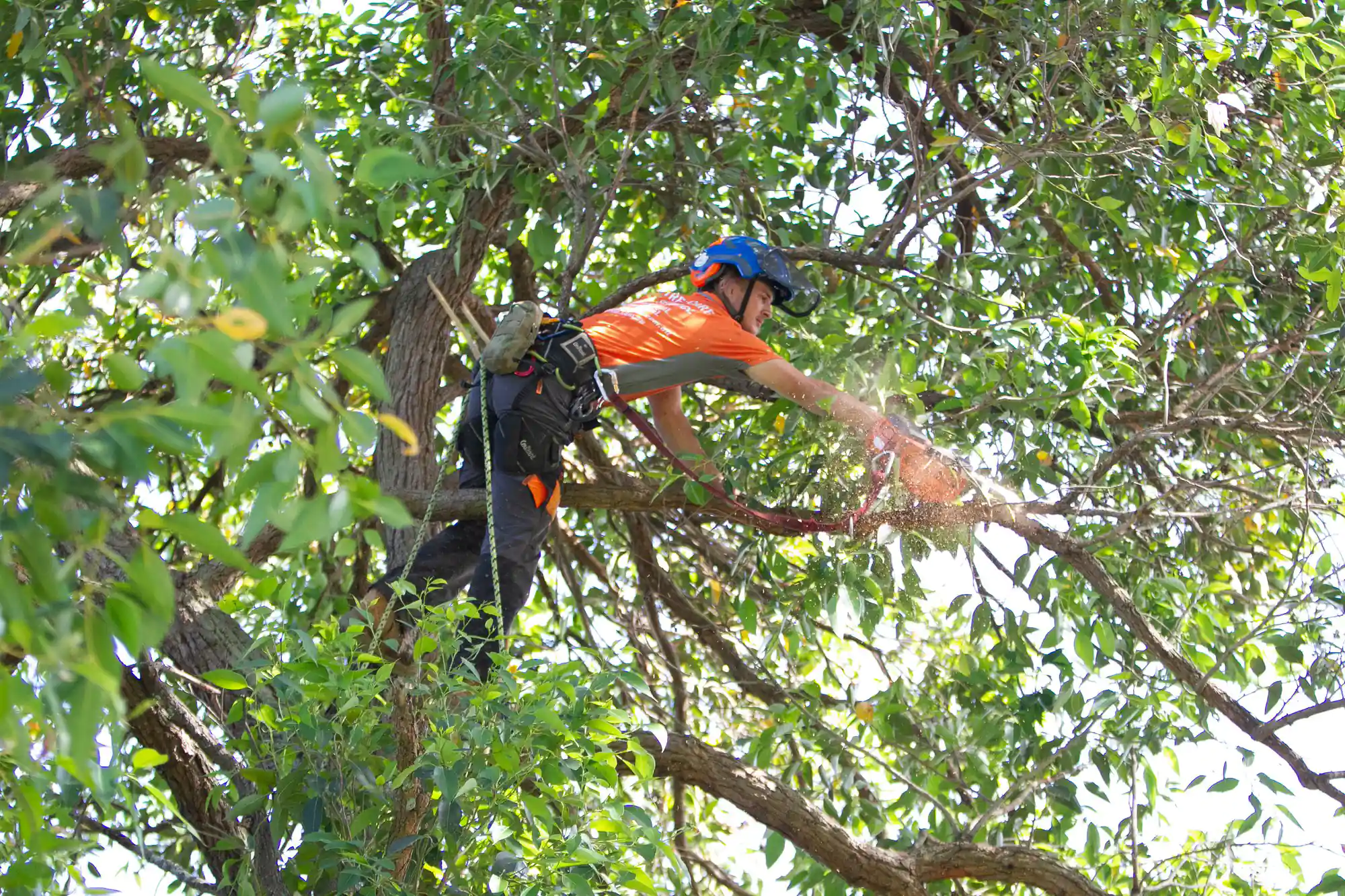 Comparison between DIY tree work and professional tree services
