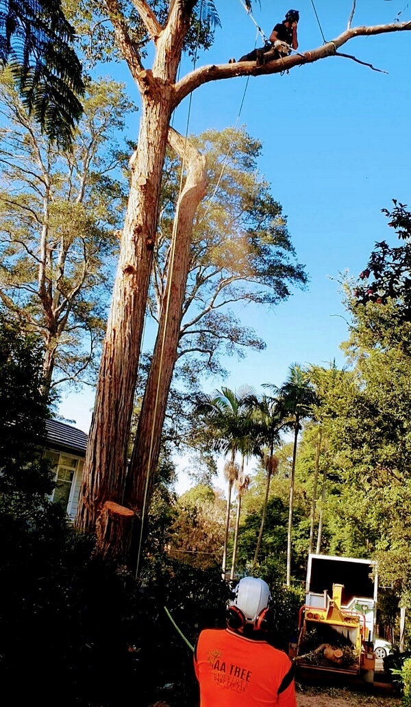 AA Tree Services Sydney Team