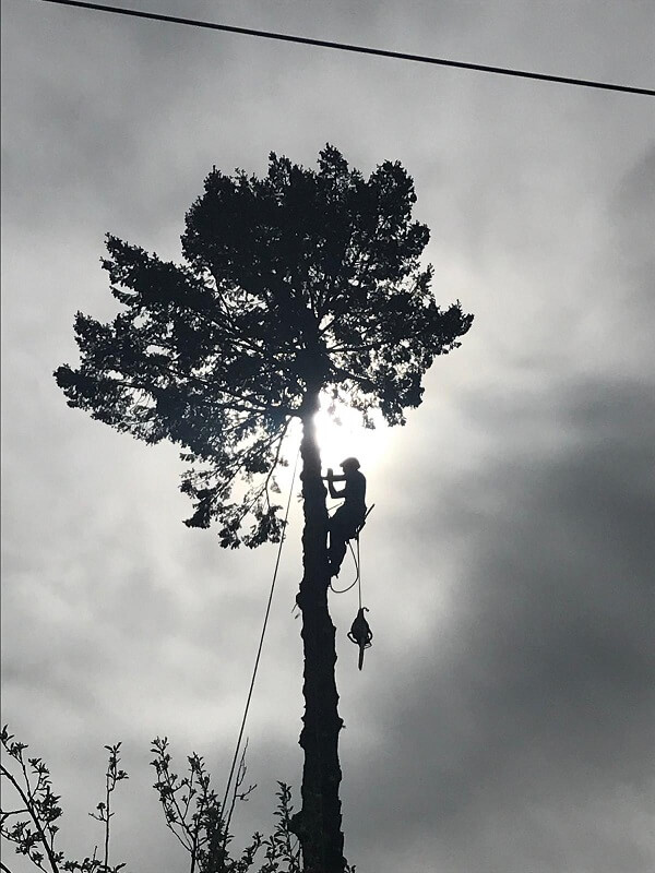 AA Tree Services Arborist